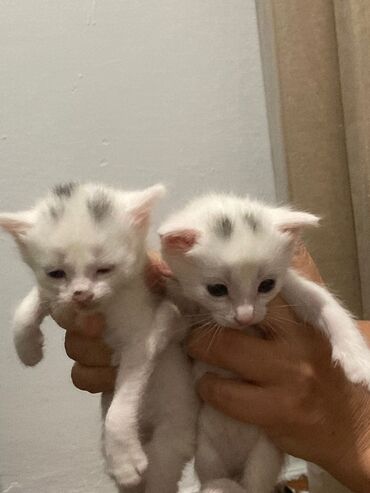 кошка турецкая ангора: Отдам кошку с котятами в добрые руки. кошка белая, турецкая ангора с