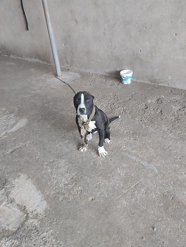 pitbull balaları: Pitbul, 2 ay, Erkək, Peyvəndli, Ünvandan götürmə — 7