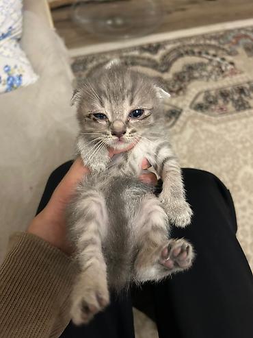 scottish fold satilir: Şotland yastı qulaq — 5