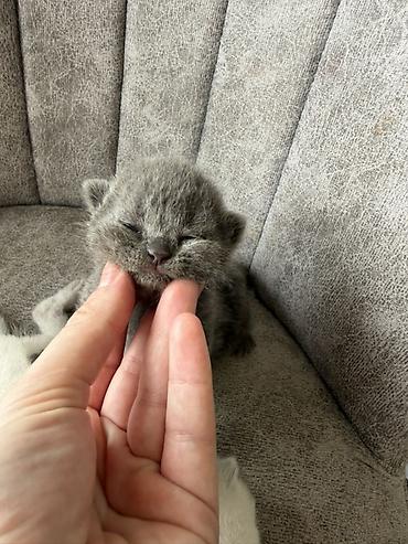 Pişiklər: Britan — 3