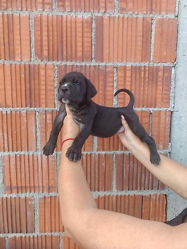 Psi: Cane Corso štenci šampionskog porekla! Tražite moćnog čuvara i odanog na lalafo.rs — 8 Psi: Cane Corso štenci šampionskog porekla! Tražite moćnog čuvara i odanog — 8