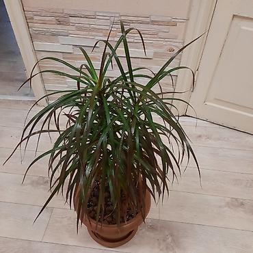 шеффлера: Комнатные растения в декоративных горшках: 1) Шеффлера (Schefflera — 5