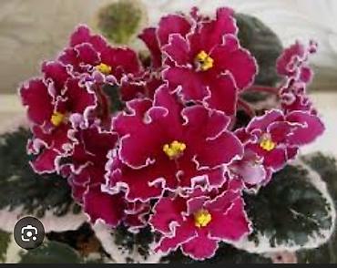 Фиалки и глоксинии: 🌱🌺🌱 Продаю сортовые ДЕТКИ стандартных, трейлерныхмини и полумини — 8