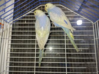 Tutuquşları: Çexlər hazır sağlam aktiv quşlardı hər iki cüt bala verib Bir cütü 80 — 8