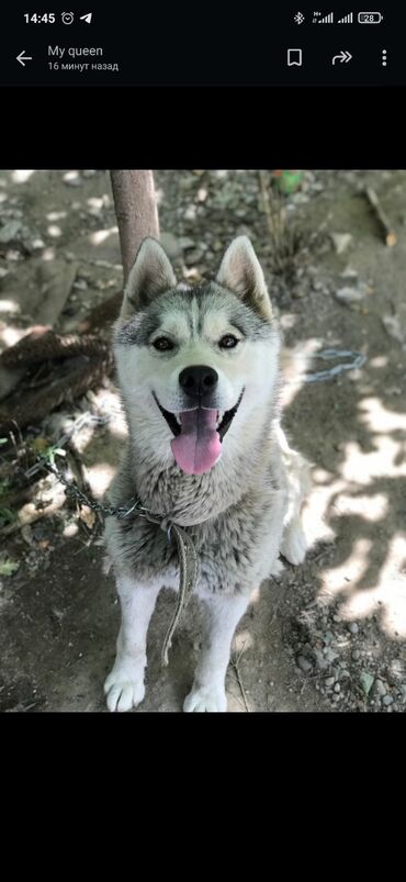 бесплатно собака: Срочно срочно срочно Продаётся чистокровный сибирские хаски есть все