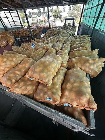 рыба жывая: Картошка Пикассо, Оптом, В розницу — 2