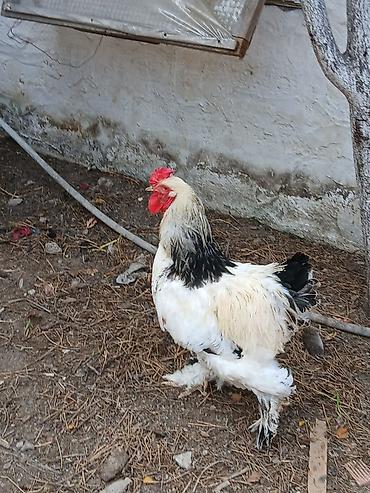 hınduska: Məhsul: Ev quşu – xoruz leyt brahman 1 yaş yarımlıq saf qan sağlam — 2