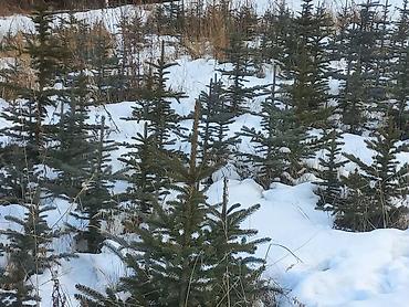Декоративные деревья: Саженцы деревьев: Ели, Платная доставка, Самовывоз — 21