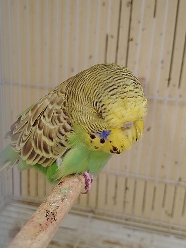 Jumbo qanında, 4 aylıq dişi dalmatin-boya tonlarında lori – yaşıl-göy