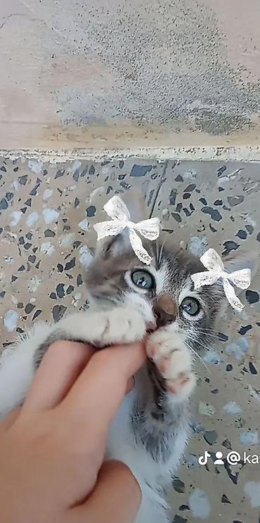 ağ pişik satışı: Dişi, Yaxşı əllərə, Ünvandan götürmə — 4