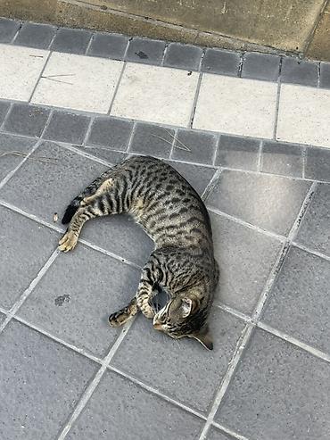 pişik satışı sumqayıt: Tabbi — 1