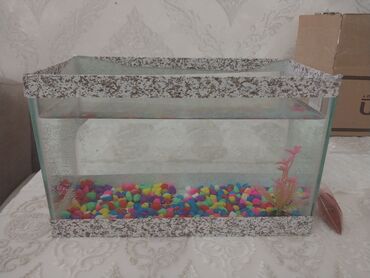Pişiklər: Dördbucaq akvarium, Boş, 5 l, Ödənişli çatdırılma