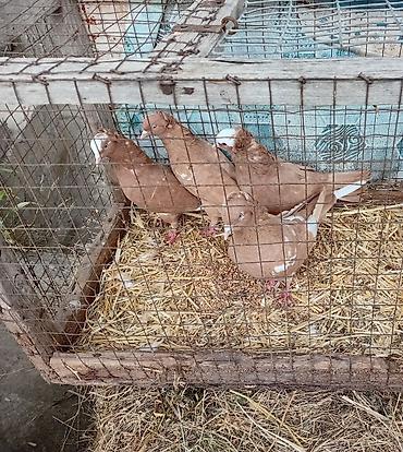 goyərcin uzuk: Gördunuz qusdar satlir cutu 60m di cutler quyruqda ağ ləkələr; — 3