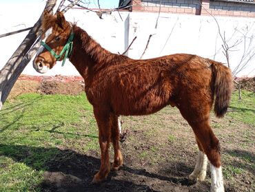 С/х животные и товары: Продаю лошадь
самец8 месяцев