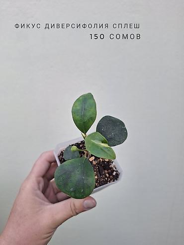 Комнатные растения: 🌿 В продаже фикусы разных сортов (детки/молодыерастения). 💚 Названия — 5
