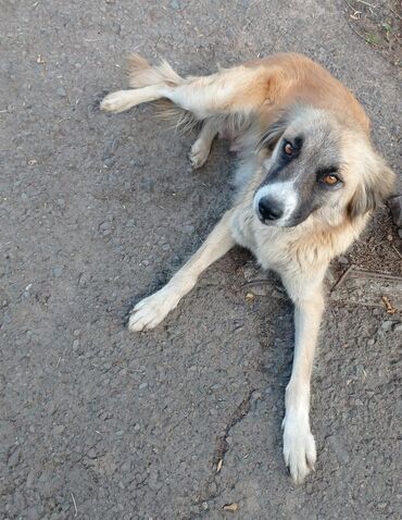 Собаки: Здравствуйте пожалуйста помогите . 🆘 кыргызстан село садовое под