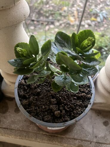 Otaq bitkiləri: Her biri ucuz kimete Gencededi catirma var size yaxin yere ancag — 47