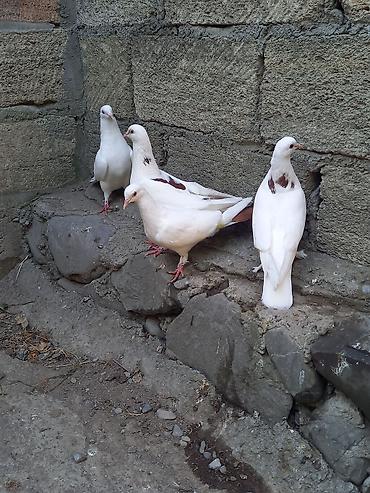 Göyərçinlər: Biri 5 manatdan satılır. gözdü quşlardı tutulma quş deyil -da lalafo.az — 2 Göyərçinlər: Biri 5 manatdan satılır. gözdü quşlardı tutulma quş deyil — 2