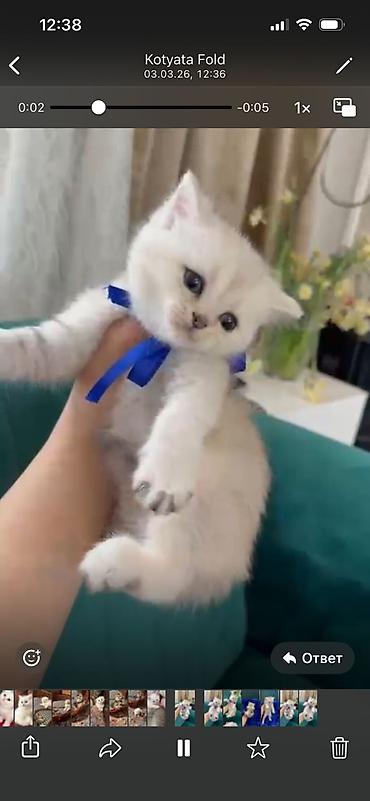 Pişiklər: Şotland yastı qulaq, Erkək, Dişi, Yaxşı əllərə, Ödənişli çatdırılma, Pulsuz çatdırılma, Ünvandan götürmə — 3