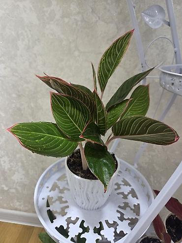 Антуриумы: Антуриум Андре (Anthurium andreanum) - Эффектный комнатный ароид с — 65