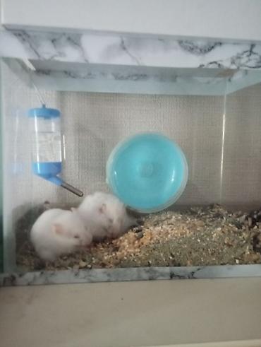 Зоотовары: Akvaryum tipli şüşə qəfəsdə iki ağ hamster komplekti. Xüsusiyyətlər — 2