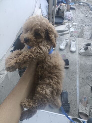 отдам в хорошие руки собаку: Pudel, 2 ay, Erkek, Peyvəndli, Ünvandan götürmə