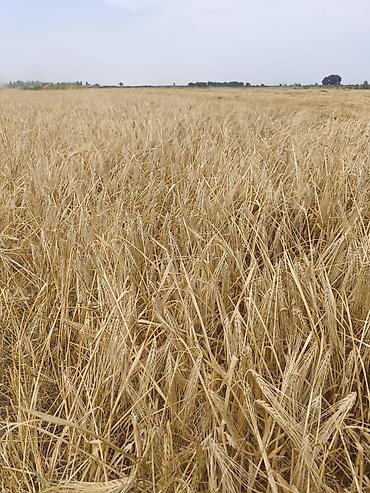 Зерновые культуры: Яровой ячмень, сорт „Космос " второй репродукции. Урожай 2025 — 10