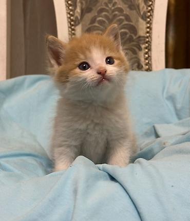 Продажа кошек: Лесная, 1 месяц, Мальчик, Рыжий — 3