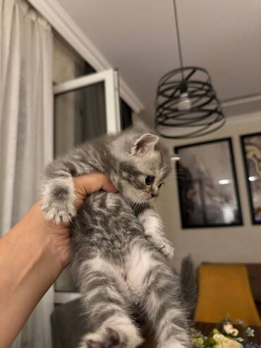 Pişiklər: Şotland — 7