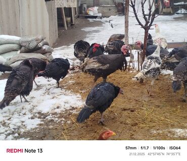 Индюки: Продаю | Индюшка (самка) | Для разведения | Племенные — 3