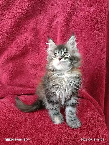 котёнок в хорошие руки: Мейн-Куны!!!🥰🥰🥰 Продаются Чистокровные,Шикарные котята!Три девочки — 3
