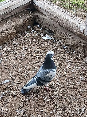 Göyərçinlər: Qiymət hamısına aitdir qiymətdə razılaşmaq olar — 3