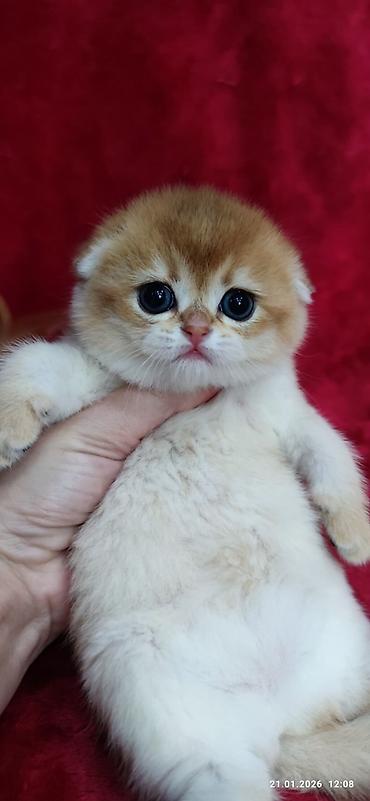 Продажа кошек: Скотиш Фолд (Шотландская вислоухая), 2 месяца, Мальчик, Золотая шиншилла — 11