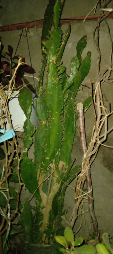 kaktus gulleri: Kaktus
