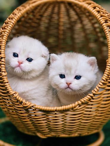 Вязка кошек: Вязка !!! Читайте внимательно! Не продаётся. Молодой привозной котик — 6