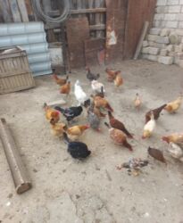 шотландская вислоухая кошка цена в баку: Курица, Для разведения, Самовывоз, Платная доставка, Доставка в районы