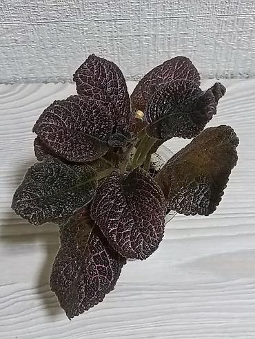 Другие комнатные растения: Эписции 10 сортов. Крупные детки, некоторые с бутонами. Цветут — 10