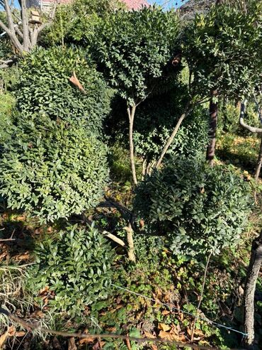 Şitillər: Şimşir tingləri satıram. Onlar dekorativ haşiyələr, hedcinqlər və — 28