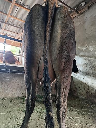 Коровы, быки: Продаю | Корова (самка) | Швицкая | Для молока | Стельные at lalafo.kg — 18 Коровы, быки: Продаю | Корова (самка) | Швицкая | Для молока | Стельные — 18