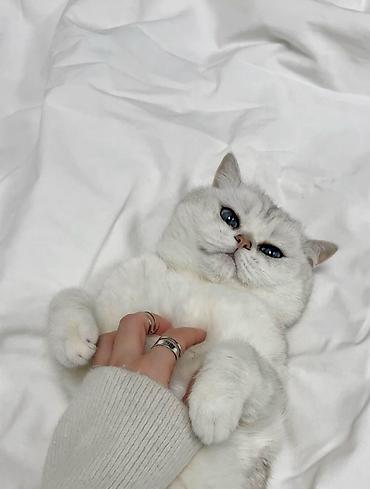 Кошки: Шотландская вислоухая — 9
