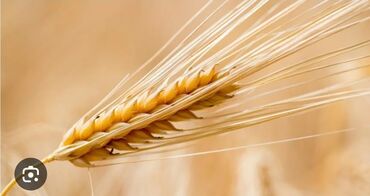 продаю музоо торпок корова самка бык самец айрширская ангус алатауская на забой для разведения на откорм племенные нетель привязанные: Ячмень сорт Талбот, есть около 7 тонн