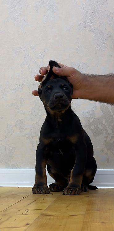 it sahiblendirilir: Doberman, 2 ay, Erkək, Peyvəndli — 1