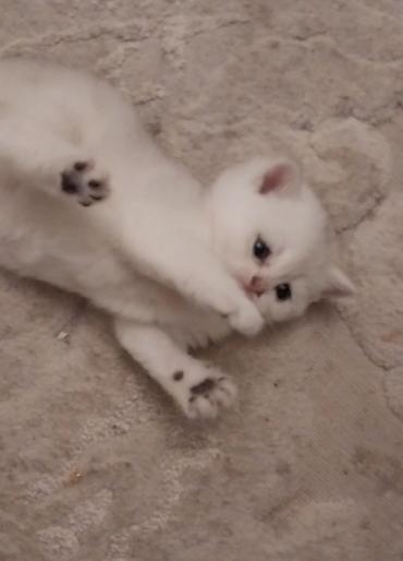 Кошки: Британская — 3
