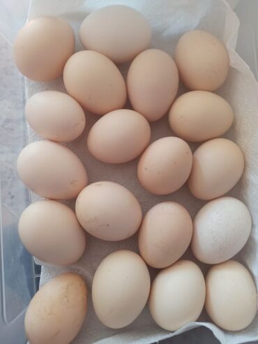Yumurta: Kənd yumurtası satılır. Təbii qida. Dərman verilmir. Bir edəd 30