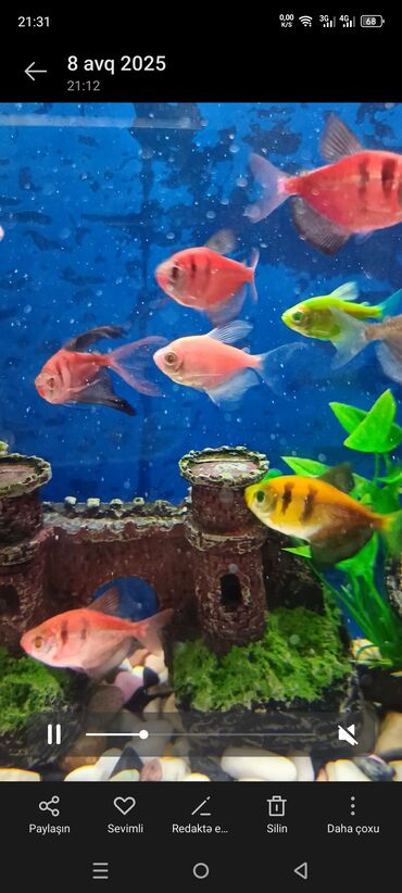 akvarium balıqları: Прямоугольный аквариум, Вместе с рыбами, 1 л