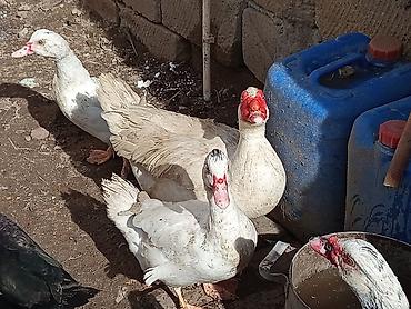 Ördəklər: Kom şeklinde SATLİR Erkey 2 denedi 10 dişi di tecılı satlir erkeyler — 25