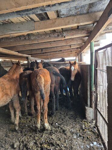 Лошади, кони: Продаю | Жеребенок | Для разведения | Племенные — 3