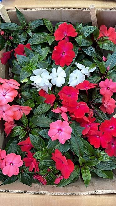 Герани и пеларгонии: Комнатные цветы в горшках — ассортименты расцветок - Цикламен — 7