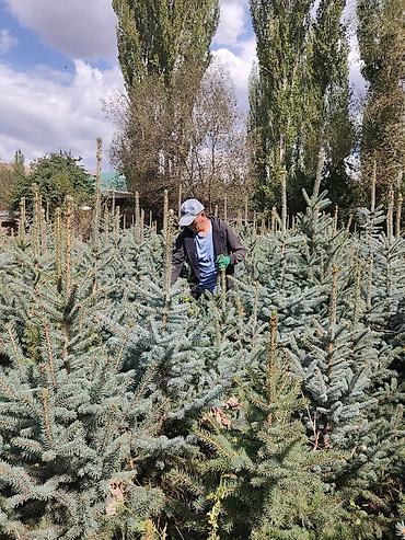 ат бишкек: Ель колючая (Picea pungens, «голубая ель») с открытого грунта. - — 1