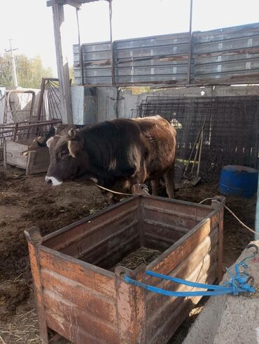 добрый корова: Сатам | Бука (эркек) | Швиц | Көбөйтүү үчүн